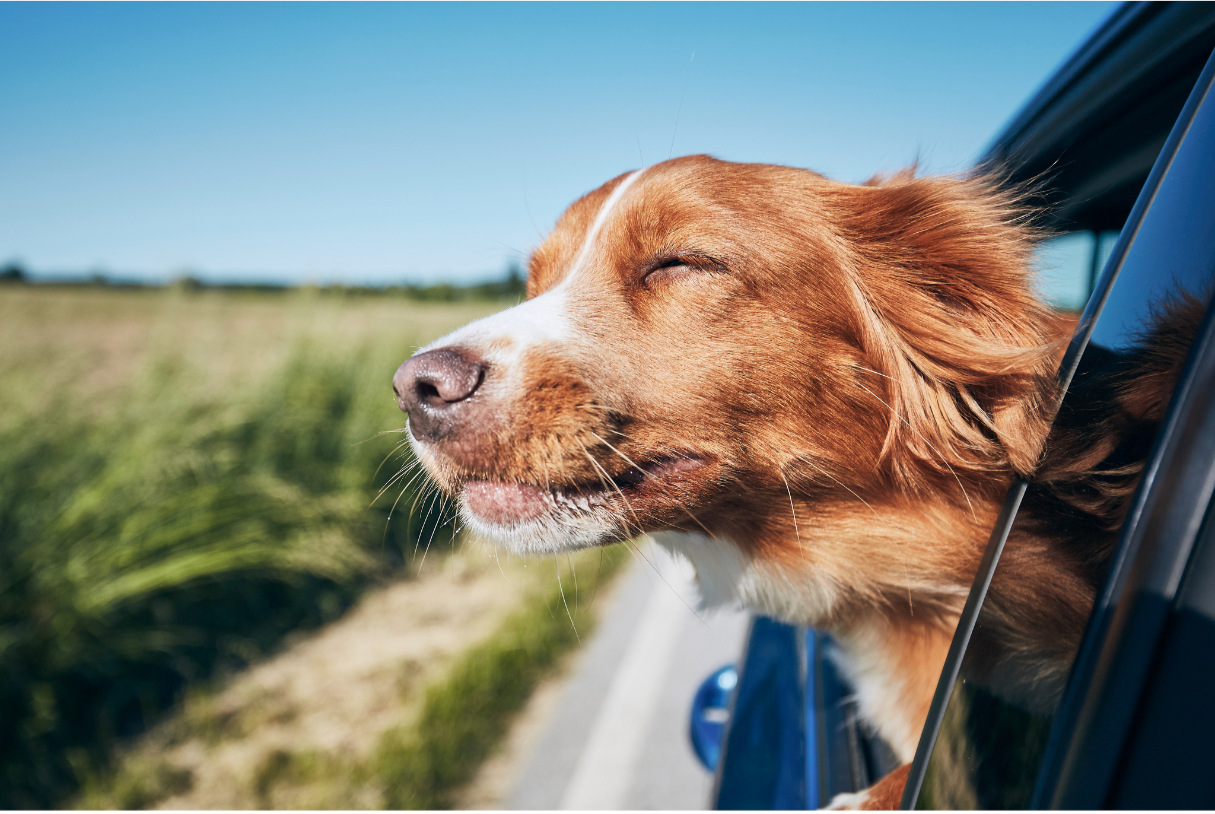 un perro sacando la cabeza por la ventanilla trasera de un coche y disfrutando del viaje